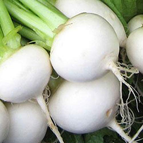 White Egg Turnip Seeds - 2 g ~650 Seeds - Heirloom Open Pollinated Non-GMO Farm  and  Vegetable Gardening  and  Micro Greens Seeds - AKA Early White Egg Snowball