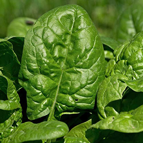 Giant Nobel Spinach - 4 g ~300 Seeds - Non-GMO Heirloom Open Pollinated - Vegetable Gardening  and  Micro Greens Seeds