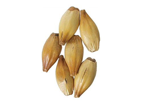 Malt - Special B - 1 lb Milled