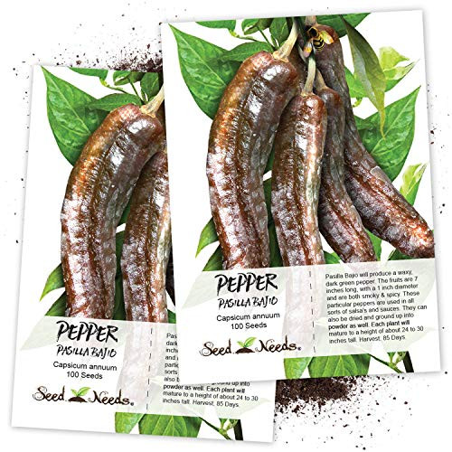 Seed Needs Pasilla Bajio Hot Pepper  Capsicum annuum  Twin Pack of 100 Seeds Each Non-GMO