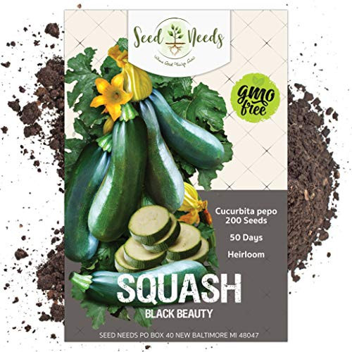 Seed Needs Black Beauty Zucchini Summer Squash Cucurbita pepo Bulk Pack of 200 Seeds Non-GMO Seed Needs Black Beauty Zucchini Summer Squash Cucurbita pepo Bulk Pack of 200 Seeds Non-GMO
