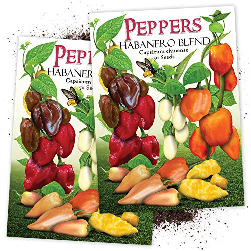 Seed Needs Habanero Pepper Rainbow Blend Capsicum chinense Twin Pack of 50 Seeds Each Non-GMO Seed Needs Habanero Pepper Rainbow Blend Capsicum chinense Twin Pack of 50 Seeds Each Non-GMO