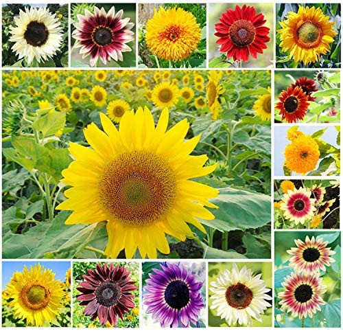 100plus  Mix Color Sunflower Seeds for Planting Outdoors  Helianthus annuus  Home Garden Decor
