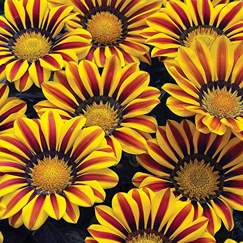 Exotic Gazania Flower Seeds - 100plus  Seeds to Grow - Made in USA Ships from Iowa - Great with Marigold or Roses. Gazinga Seeds Exotic Gazania Flower Seeds - 100plus  Seeds to Grow - Made in USA Ships from Iowa - Great with Marigold or Roses. Gazinga Seeds