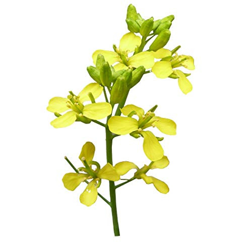 Black Mustard 150 Seeds - Brassica Nigra Black Seed Yellow Mustard Seeds to Plant Microgreens Salad Spice Deer Repellent Ground Mustard Seeds for Planting