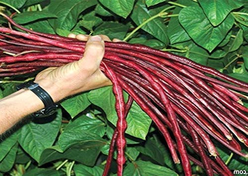 20 Seeds of Red Yardlong or Asparagus Beans Red Noodle Yard Long Beans