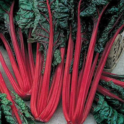 Organic Ruby Red Chard Seeds - 2 g ~100 Seeds - Non-GMO Open Pollinated Heirloom Vegetable Gardening  and  Micro Greens Seeds