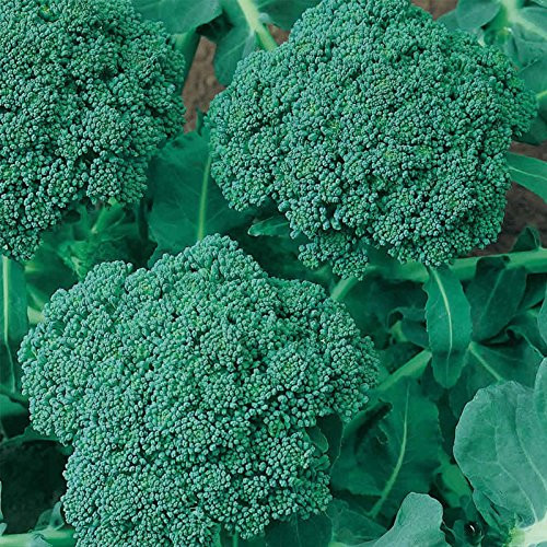 Organic Waltham 29 Broccoli Seeds - 500 mg ~150 Seeds - Non-GMO Open Pollinated Heirloom Vegetable Gardening  and  Micro Greens Seeds