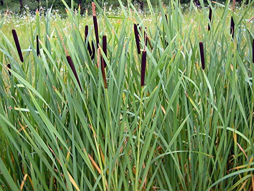 Cattail  2000 Seeds  Fresh This Seasons Harvest from My own Garden