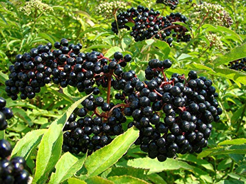 Red Supply Solution Black Elderberry 35 Seeds - Sambucus Canadensis Organic Fresh Seeds Non GMO Indoor Outdoor Seed Planting for Home Garden