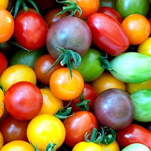 Rainbow Cherry Tomato Seeds for Planting - 100plus  Seeds - Amazing Colors and Taste - Great for Salads - Made in USA. Ships from Iowa. Dwarf Fruit Seeds Rainbow Cherry Tomato Seeds for Planting - 100plus  Seeds - Amazing Colors and Taste - Great for Salads - Made in USA. Ships from Iowa. Dwarf Fruit Seeds
