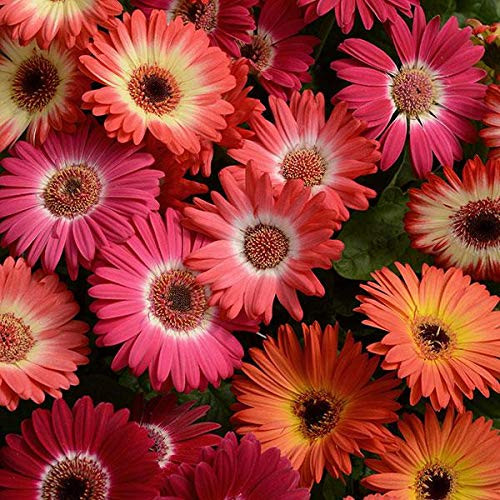 Outsidepride Gerbera Daisy Revolution Bicolor Flower Seed Mix - 20 Seeds