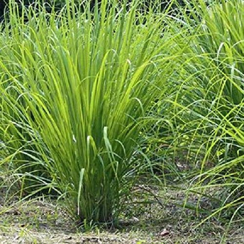 Red Supply Solution Lemongrass 85plus  Seeds - Cymbopogon Flexuosus Citronella Plant Cochin Malabar Grass Mosquito Repellent Perennial Grass Lemon Grass Plants Seeds for Planting