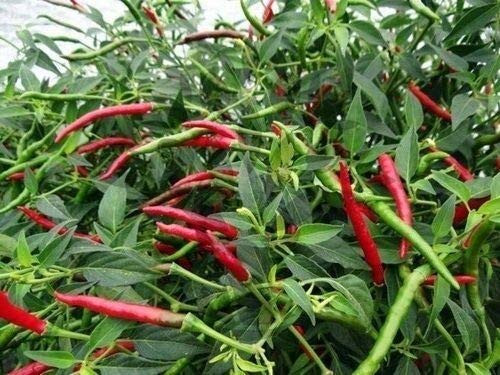 Thai Red Hot Chili Pepper Se-EDS Spicy 25 Se-EDS Thai Red Hot Chili Pepper Se-EDS Spicy 25 Se-EDS
