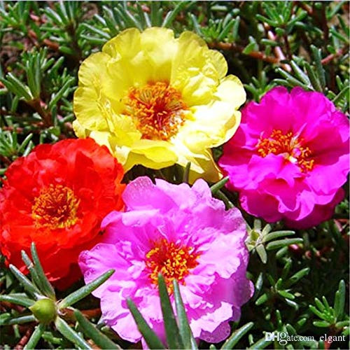 500 Mixed Color Moss-rose Purslane Double Flower Seeds for planting  Portulaca grandiflora  heat tolerant easy growing 500 Mixed Color Moss-rose Purslane Double Flower Seeds for planting  Portulaca grandiflora  heat tolerant easy growing
