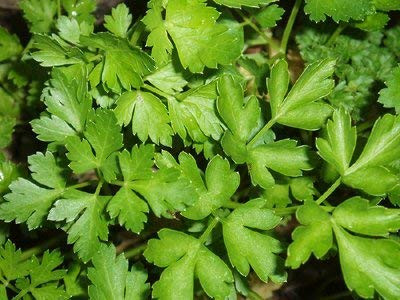 Bulk Organic Parsley Seeds  1 2 Lb