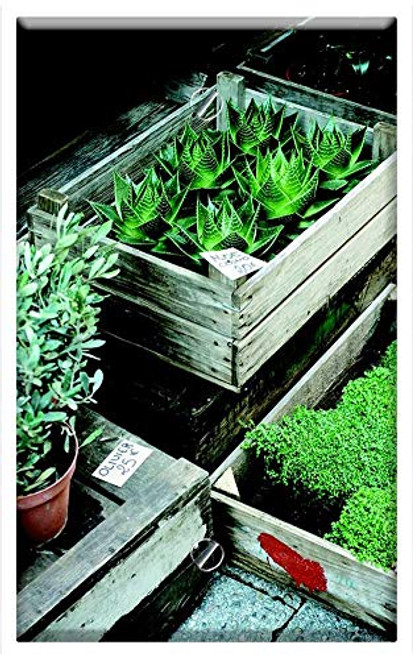 Single-Gang Blank Wall Plate Cover - Flora Nursery Olive Plants Plants Pots Succulents Single-Gang Blank Wall Plate Cover - Flora Nursery Olive Plants Plants Pots Succulents