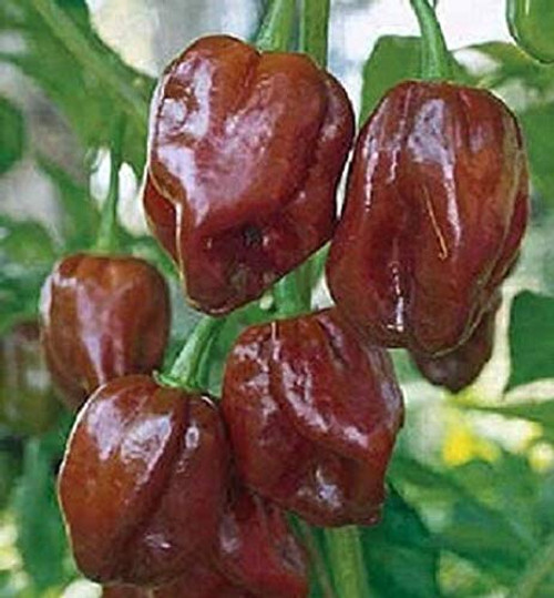 25 Habanero Se-EDS Jamaican Hot Chocolate Pepper Se-EDS Habanero Pepper 25 Habanero Se-EDS Jamaican Hot Chocolate Pepper Se-EDS Habanero Pepper