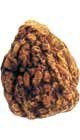 Herbs-John the Conqueror Root-Whole