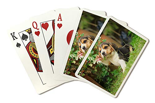Beagle Puppy Exploring in a Garden 9024888  Playing Card Deck - 52 Card Poker Size with Jokers
