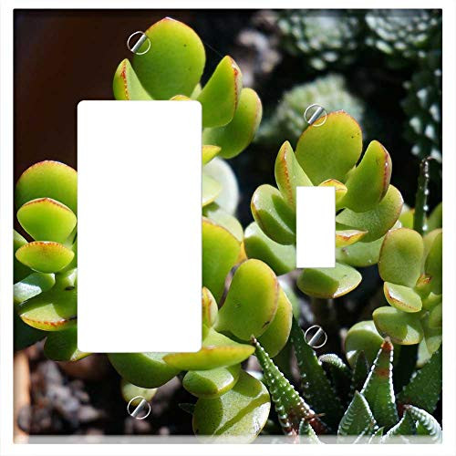 Rocker GFCI Toggle Combination Wall Plate Cover - Jade Plant Succulent Container Plant Plant Nature Rocker GFCI Toggle Combination Wall Plate Cover - Jade Plant Succulent Container Plant Plant Nature