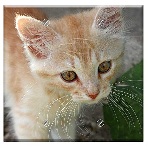 Double Blank Wall Plate Cover - Kitten Ginger Kitten Redhead Pet Cat Young Cat