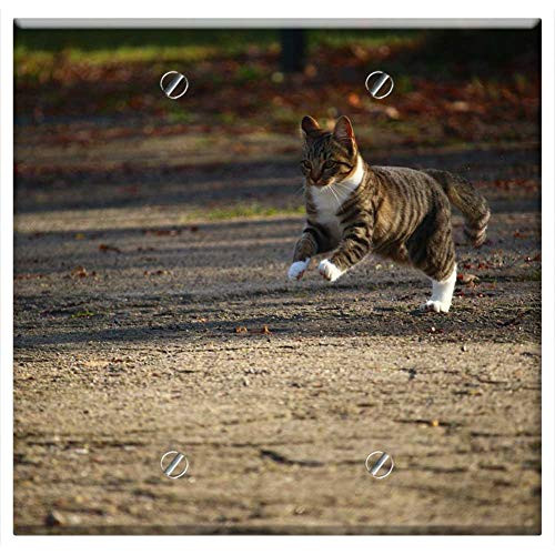 Double Blank Wall Plate Cover - Cat Kitten Autumn Young Cat Cat Baby Pet