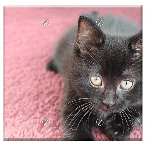 Double Blank Wall Plate Cover - Kitten Black Cute Cat Pet Animal Feline Kitty