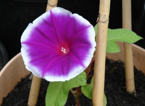 50 Mixed Colors JAPANESE MORNING GLORY Imopea Nil Vine Flower Seeds