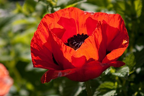 1000 Red Turkish Poppy Heirloom Papaver Somniferum Flower Seeds 1000 Red Turkish Poppy Heirloom Papaver Somniferum Flower Seeds