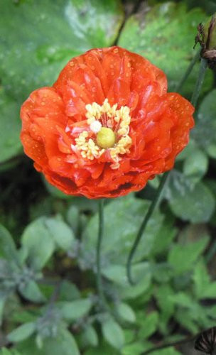 1000 MIXED COLORS DOUBLE SHIRLEY POPPY Papaver Rhoeas Flower Seeds