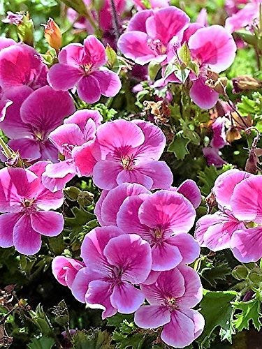 10 Pinto Rose Bicolor Geranium Pink  and  White Pelargonium Flower Seeds