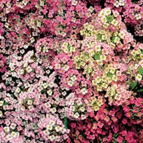 500 Sweet ALYSSUM PASTEL CARPET MIX Lobularia Maritima Flower SeedsComb S H 500 Sweet ALYSSUM PASTEL CARPET MIX Lobularia Maritima Flower SeedsComb S H