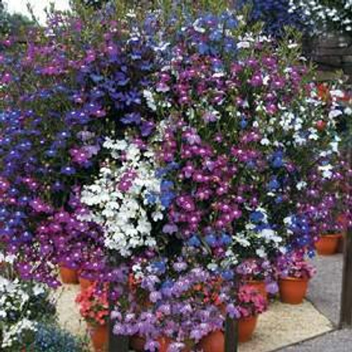 200 MIXED COLORS LOBELIA REGATTA Lobelia Erinus Flower Seeds