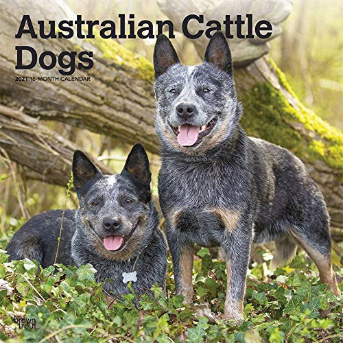 BrownTrout 2021 Australian Cattle Dogs Wall Calendar