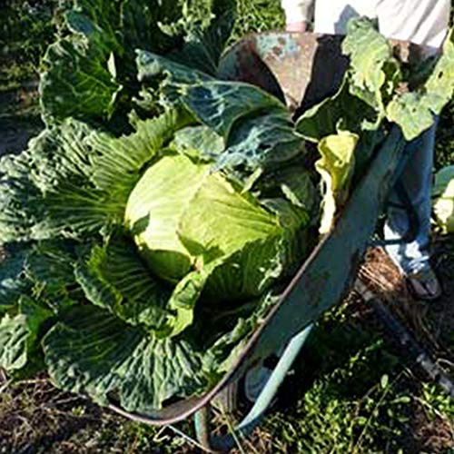 Late Flat Dutch Cabbage Seeds - 1 OZ ~6500 Seeds - Heirloom Open Pollinated Non-GMO Farm  and  Vegetable Gardening  and  Micro Greens Seeds