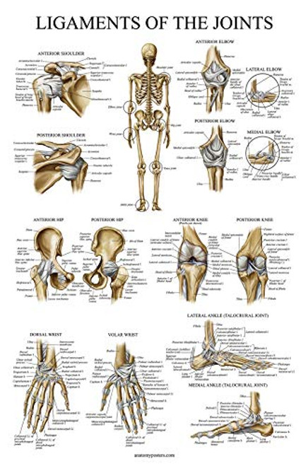 Ligaments of The Joints Anatomical Poster - Laminated - Ligament Anatomy Chart - 18 x 27 Ligaments of The Joints Anatomical Poster - Laminated - Ligament Anatomy Chart - 18 x 27