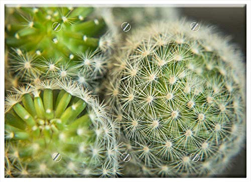 Triple Blank Wall Plate Cover - Cactus Plant Macro Green Nature Succulent Cacti