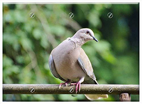 Triple Blank Wall Plate Cover - Dove Bird Street Deaf City Pigeon Animal Feather 1