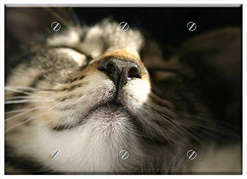 Triple Blank Wall Plate Cover - Cats Cat Close Up Nose Sun Pleasure Pet Feline