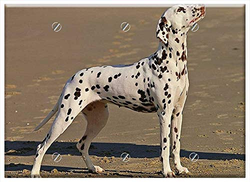 Triple Blank Wall Plate Cover - Dalmatian Dog Canine Spotted Spots Standing