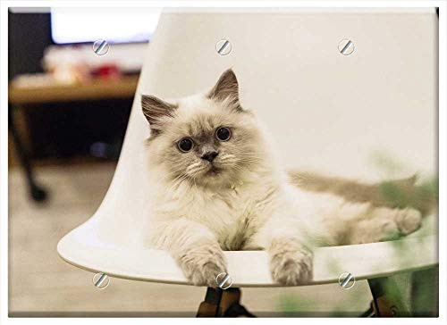 Triple Blank Wall Plate Cover - Cat Pet Kitty Kitten Ragdoll Lovely Cat Cute Cat