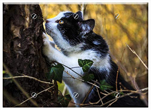 Triple Blank Wall Plate Cover - Young Cat Baby Cat Kitten Tiger Cat Small Cats