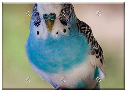 Triple Blank Wall Plate Cover - Bird Blue Parakeet Parrot Fly Wings Feather Triple Blank Wall Plate Cover - Bird Blue Parakeet Parrot Fly Wings Feather