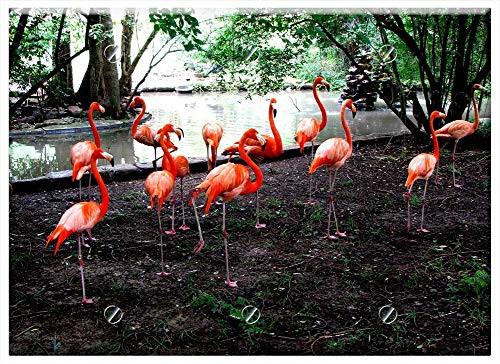 Triple Blank Wall Plate Cover - Pink Flamingos Bird Standing Nature Feathers