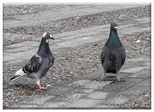 Triple Blank Wall Plate Cover - Dove Bird Nature Pigeon Peace Wing Fly Feather