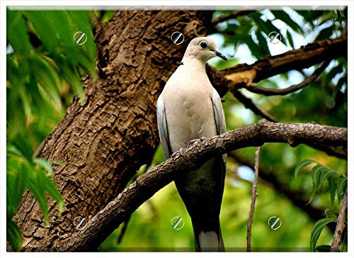 Triple Blank Wall Plate Cover - Bird Dove Nature Feather Animal Pigeon Symbol