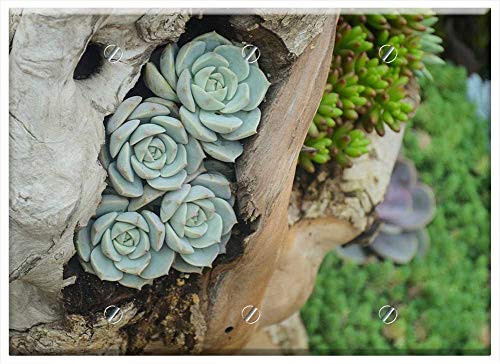 Triple Blank Wall Plate Cover - Plant Succulent Plants Flower Wood Green Garden