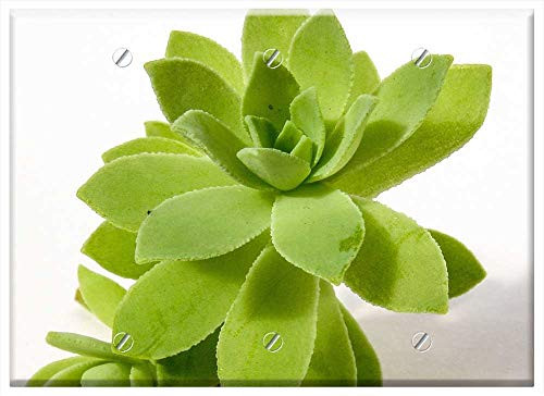 Triple Blank Wall Plate Cover - Succulent Plant Nature Green Cactus Botanical
