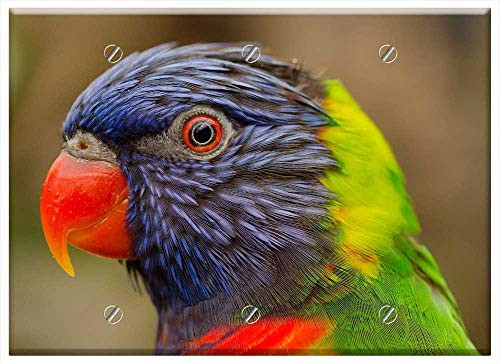 Triple Blank Wall Plate Cover - Parrot Colorful Bird Feathers Lory Lorikeet Eye Triple Blank Wall Plate Cover - Parrot Colorful Bird Feathers Lory Lorikeet Eye